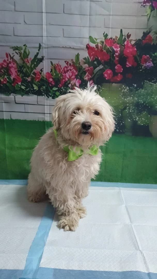 Aria, Alb female young Mixed Breed for adoption at ASPA București — Catalog Câini