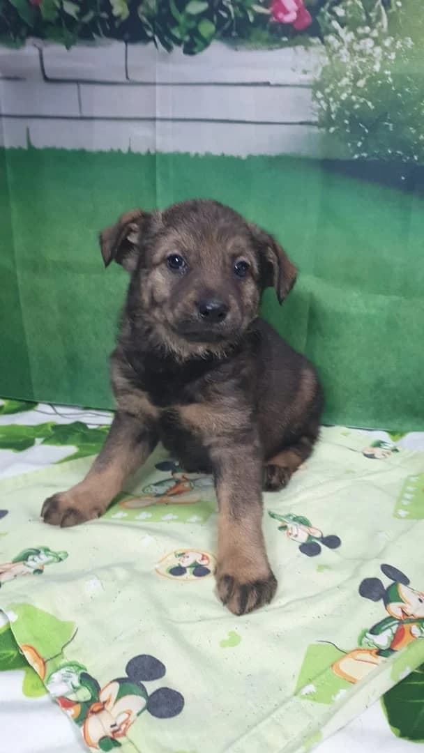 Zeus, Gri male puppy Mixed Breed for adoption at ASPA București — Catalog Câini