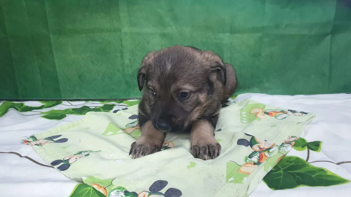 Buddy, Gri male puppy Mixed Breed for adoption at ASPA București — Catalog Câini