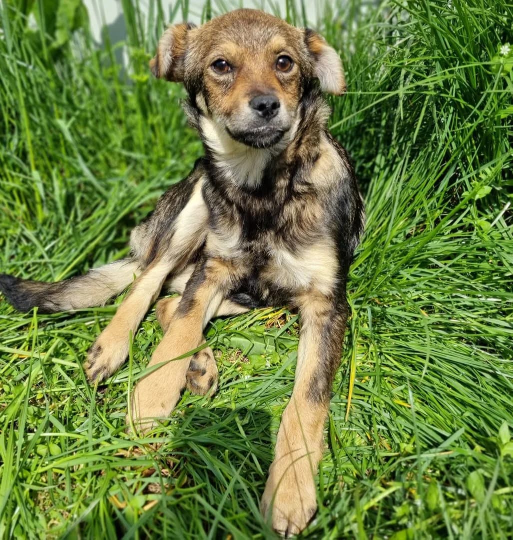 Sophie, Maro female puppy Mixed Breed for adoption at ASPA București — Catalog Câini
