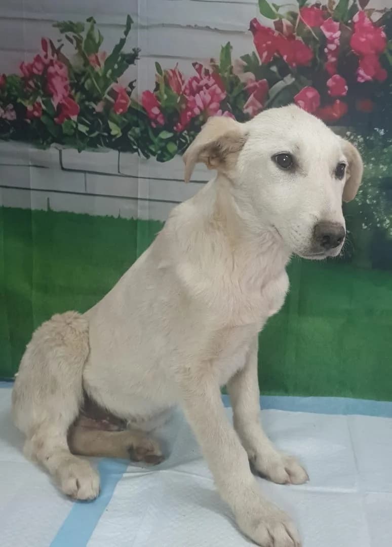 Yuki, Alb male puppy Mixed Breed for adoption at ASPA București — Catalog Câini