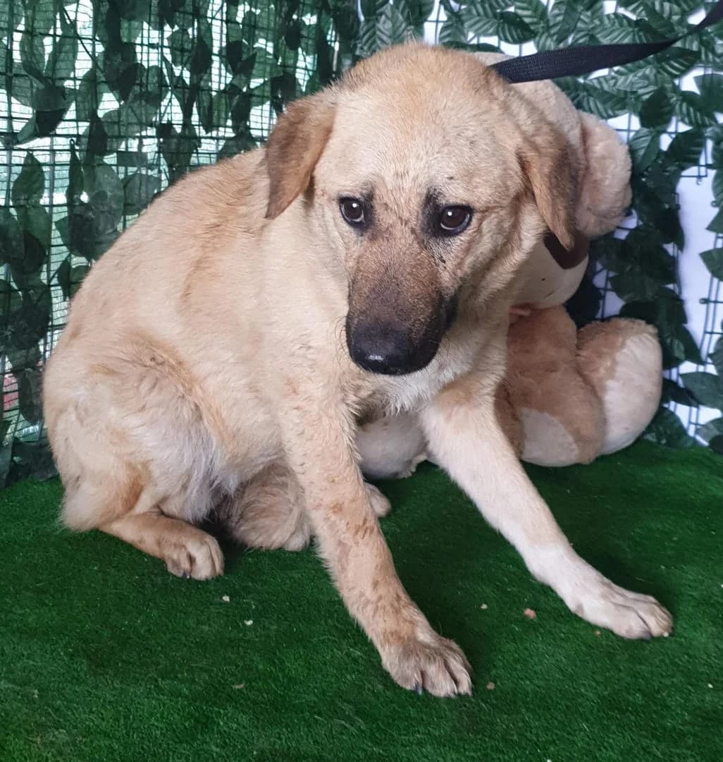 Hunter, Bej male young Mixed Breed for adoption at ASPA București — Catalog Câini