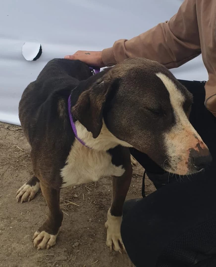 Winston, Gri male young Mixed Breed for adoption at ASPA București — Catalog Câini