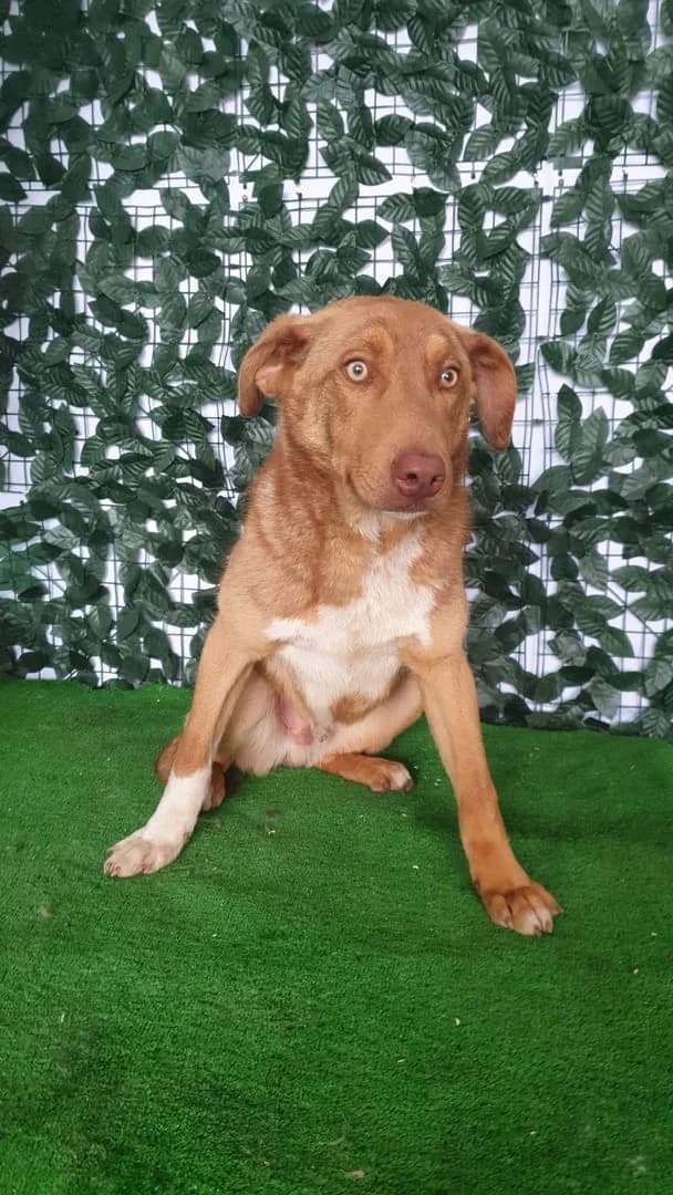 Bailey, Maro male young Mixed Breed for adoption at ASPA București — Catalog Câini