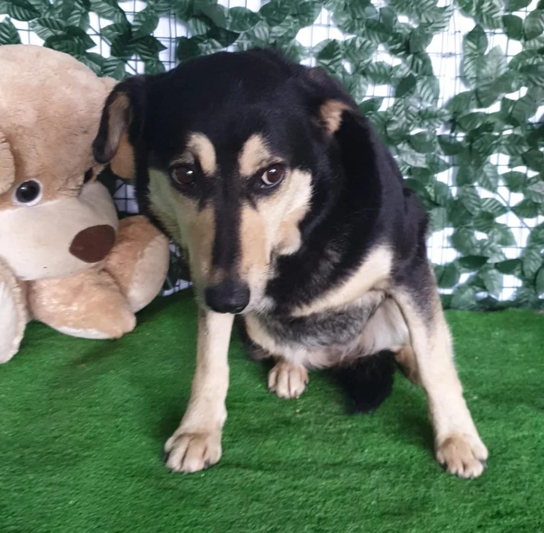 Molly, Negru female young Mixed Breed for adoption at ASPA București — Catalog Câini