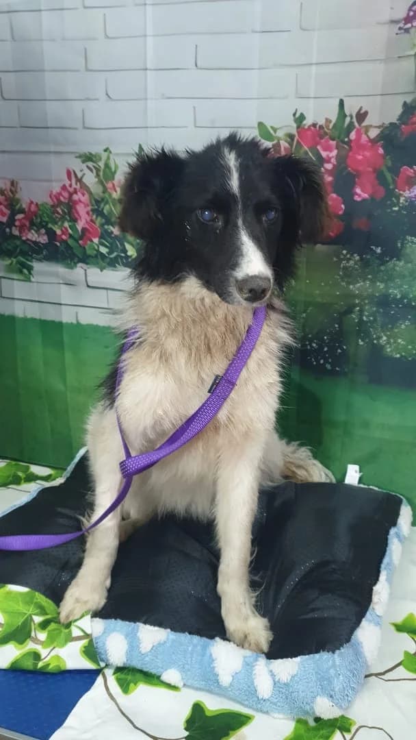 Bianca, Alb female young Mixed Breed for adoption at ASPA București — Catalog Câini