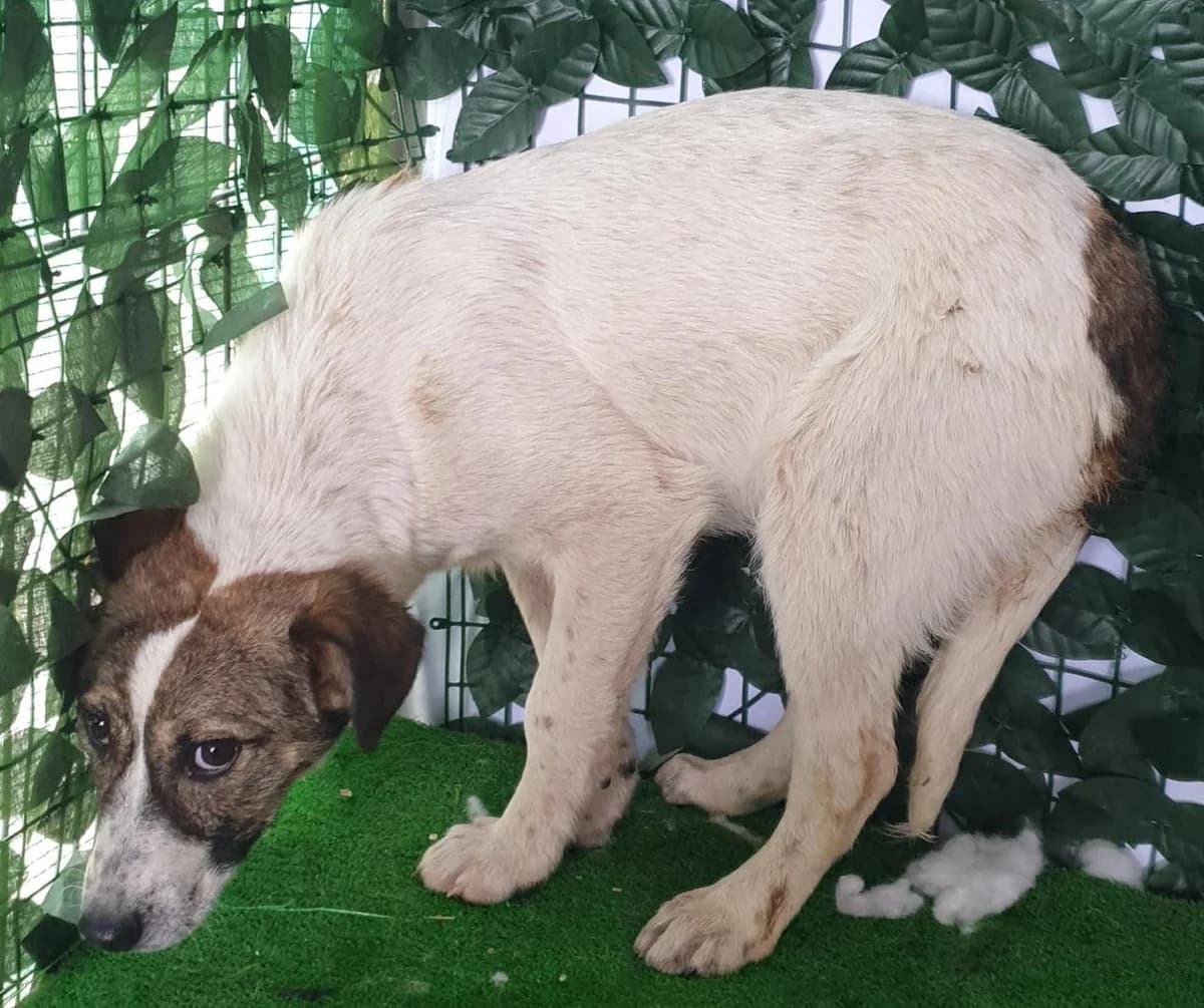 Tucker, Alb male puppy Mixed Breed for adoption at ASPA București — Catalog Câini