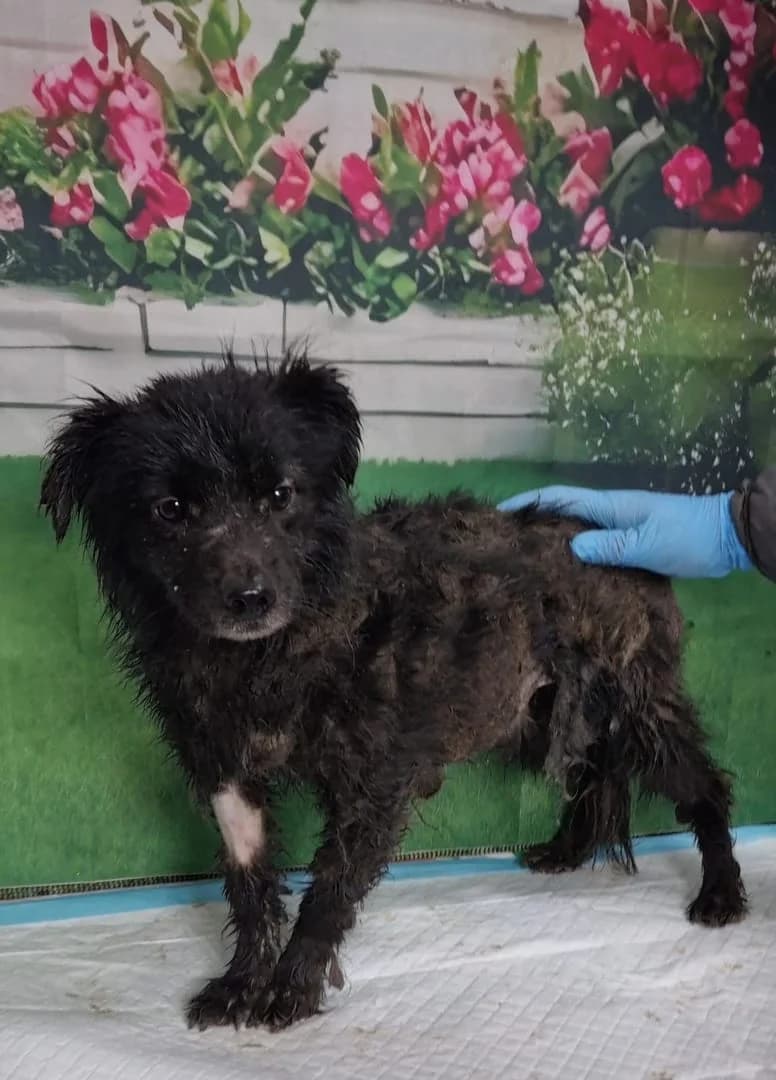 Nero, Negru male young Mixed Breed for adoption at ASPA București — Catalog Câini