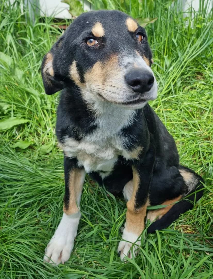 Archie, Negru male puppy Mixed Breed for adoption at ASPA București — Catalog Câini