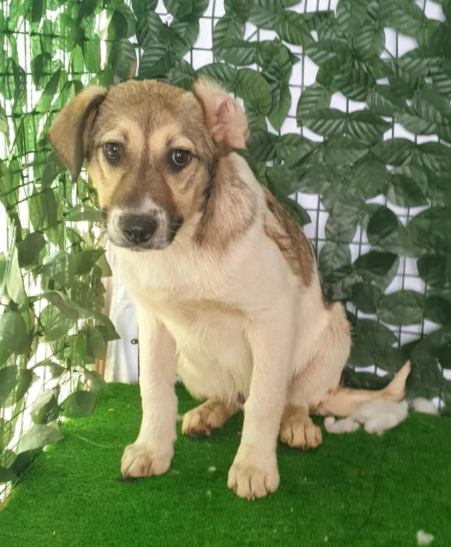 Rex, Alb male puppy Mixed Breed for adoption at ASPA București — Catalog Câini