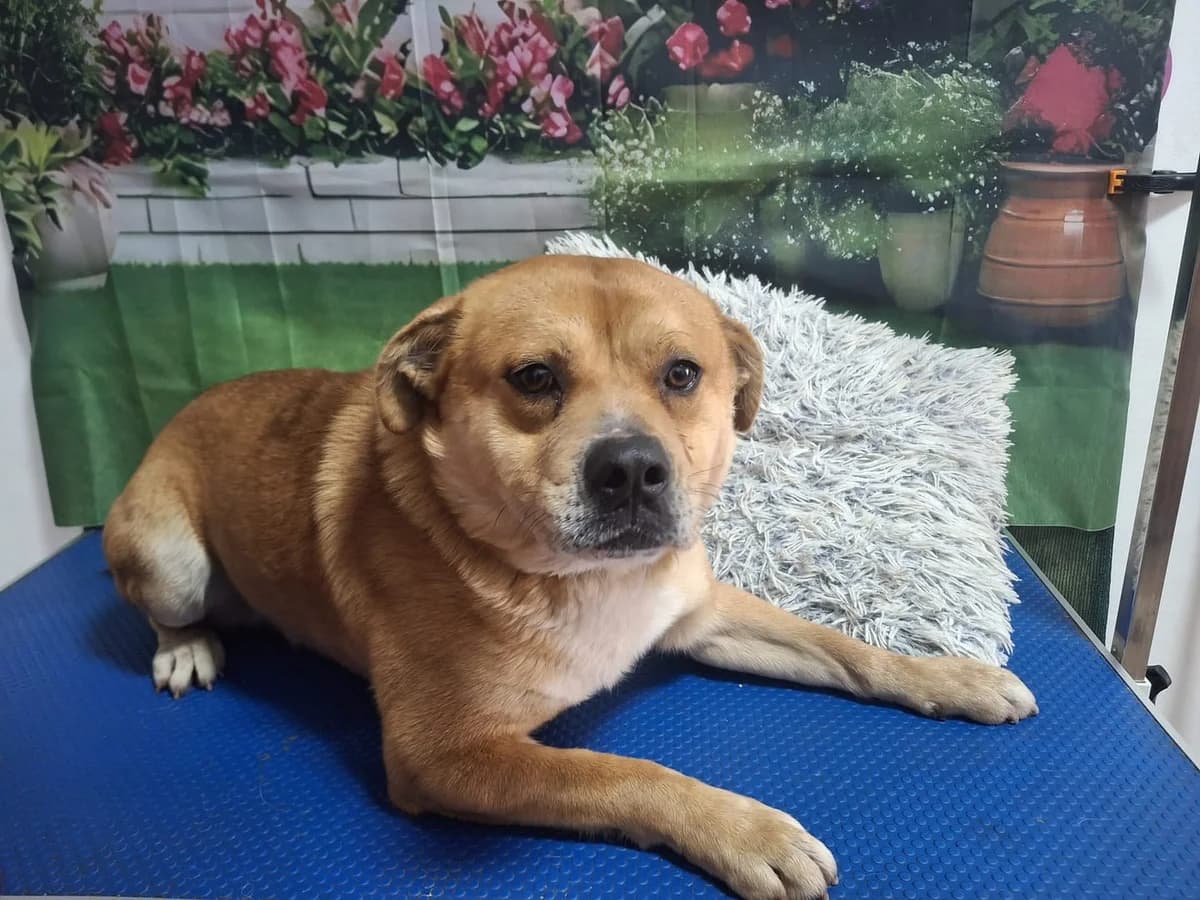 Zeus, Maro male young Mixed Breed for adoption at ASPA București — Catalog Câini