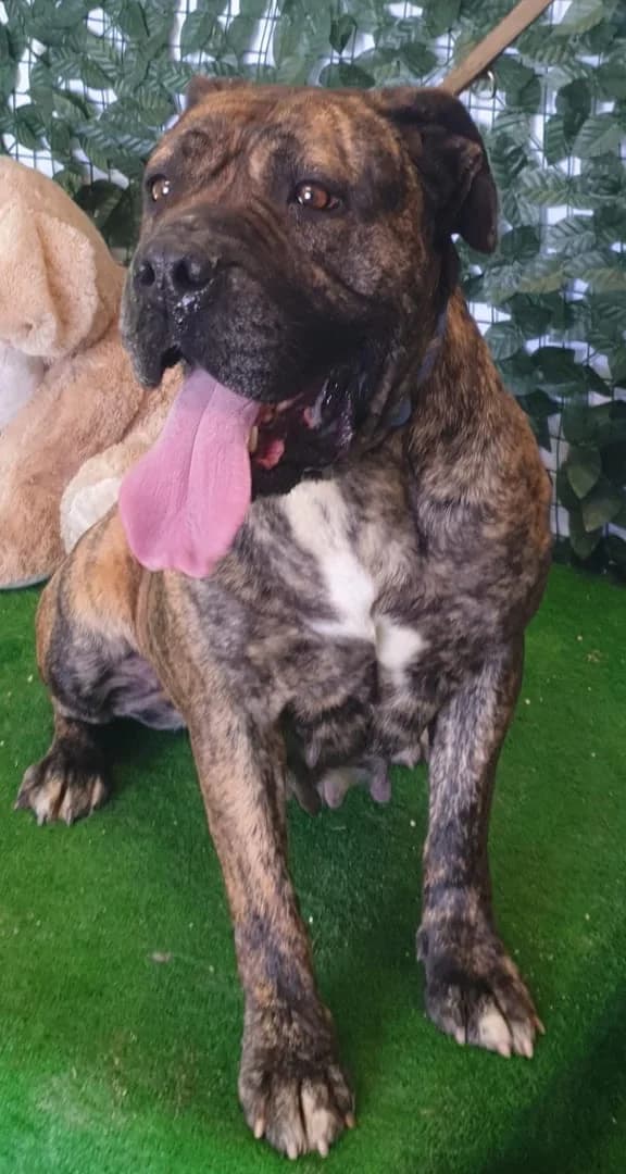 Bella, Maro female 3yo Mixed Breed for adoption at ASPA București — Catalog Câini