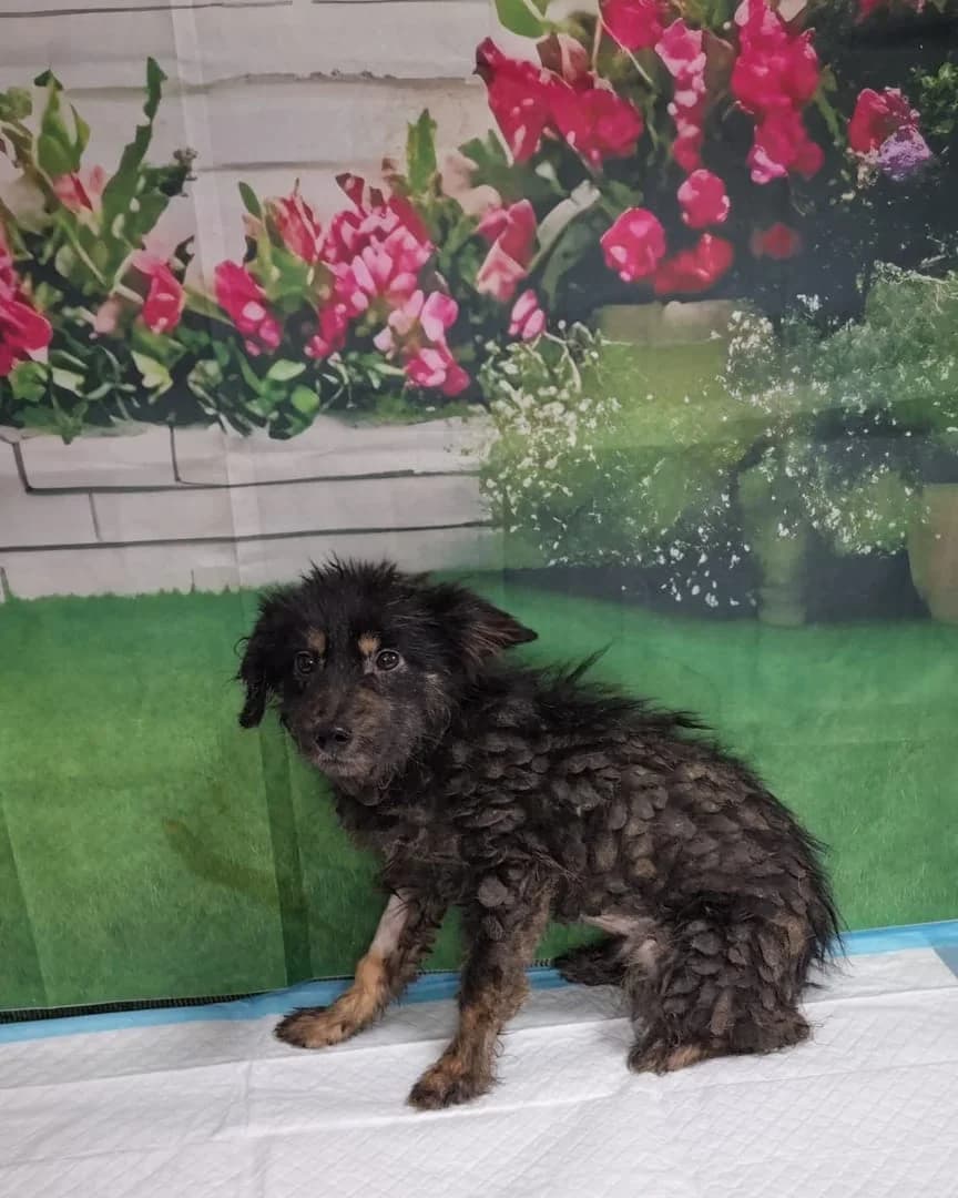Leo, Negru male young Mixed Breed for adoption at ASPA București — Catalog Câini
