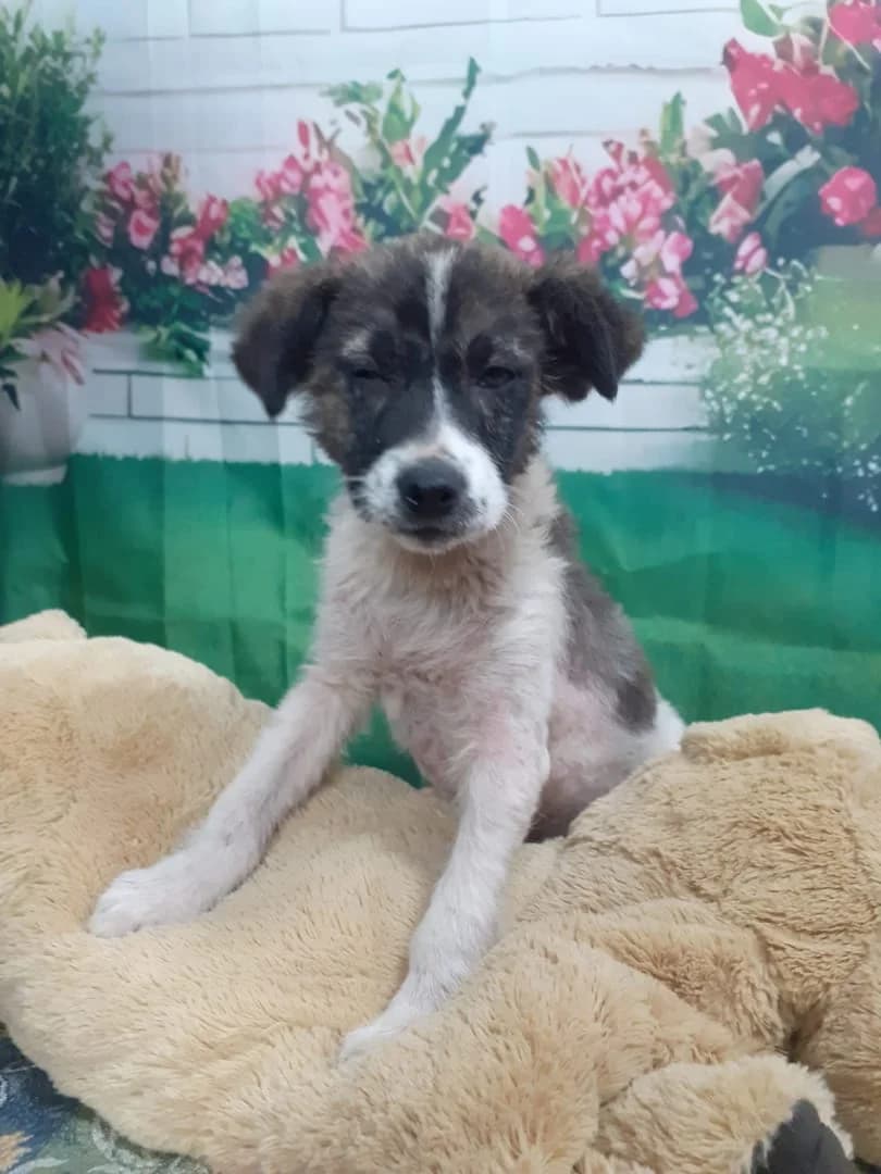 Mason, Alb male puppy Mixed Breed for adoption at ASPA București — Catalog Câini