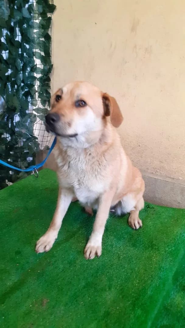 Zoe, Maro female 5yo Mixed Breed for adoption at ASPA București — Catalog Câini