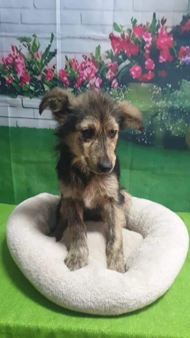 Thor, Negru male puppy Mixed Breed for adoption at ASPA București — Catalog Câini