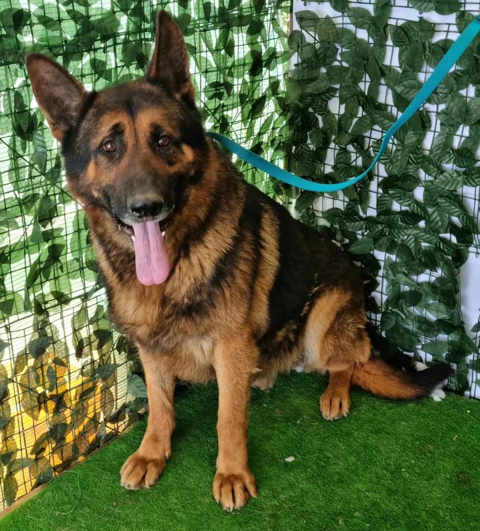 Luke, Negru male young Mixed Breed for adoption at ASPA București — Catalog Câini