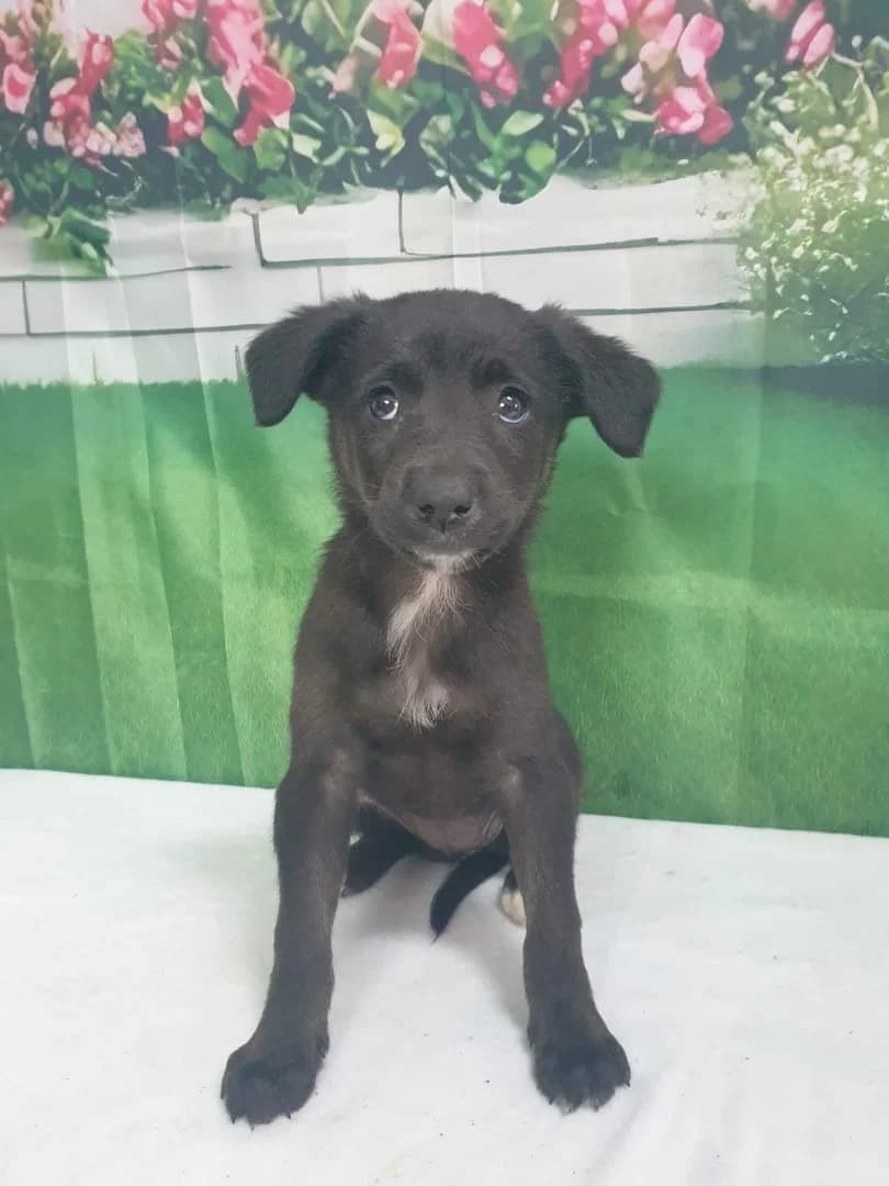 Negruta, Negru female puppy Mixed Breed for adoption at ASPA București — Catalog Câini
