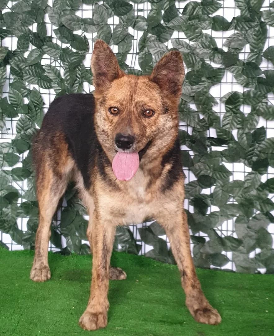 Lola, Negru female young Mixed Breed for adoption at ASPA București — Catalog Câini