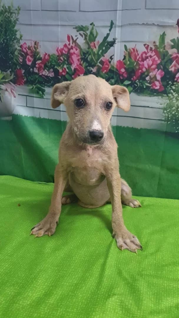 Rosie, Bej female puppy Mixed Breed for adoption at ASPA București — Catalog Câini