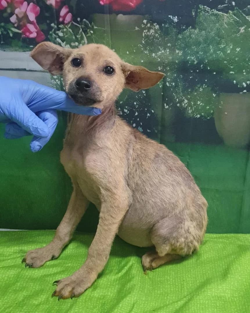 Bianca, Bej female puppy Mixed Breed for adoption at ASPA București — Catalog Câini