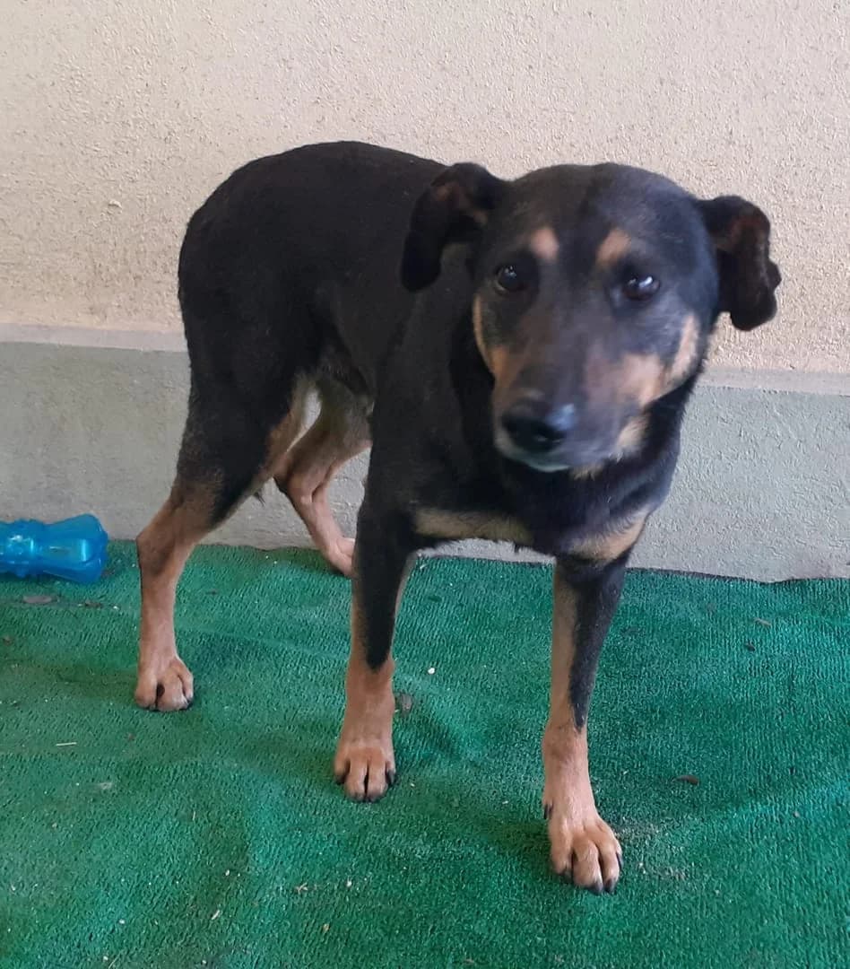 Tucker, Maro male young Mixed Breed for adoption at ASPA București — Catalog Câini