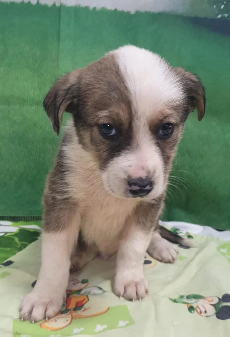 Diego, Gri male puppy Mixed Breed for adoption at ASPA București — Catalog Câini