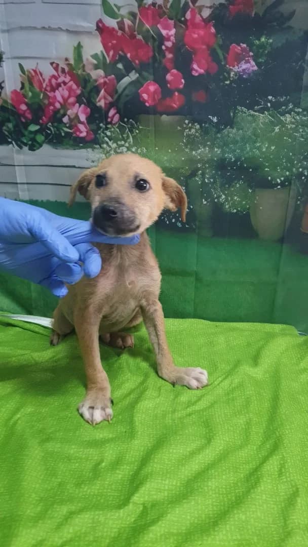 Nash, Maro male puppy Mixed Breed for adoption at ASPA București — Catalog Câini