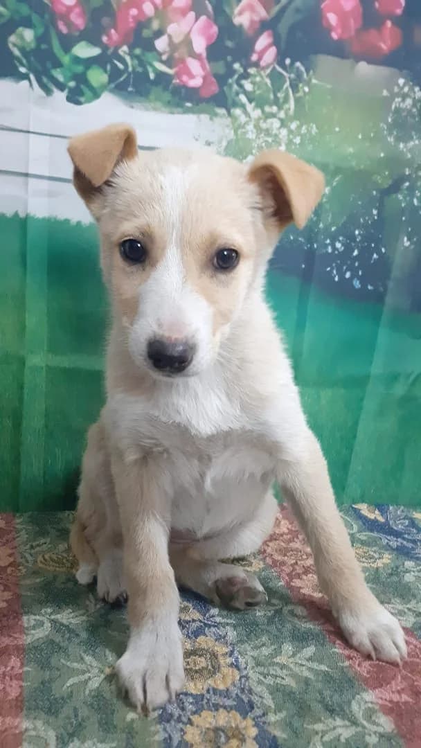 Athena, Bej female puppy Mixed Breed for adoption at ASPA București — Catalog Câini