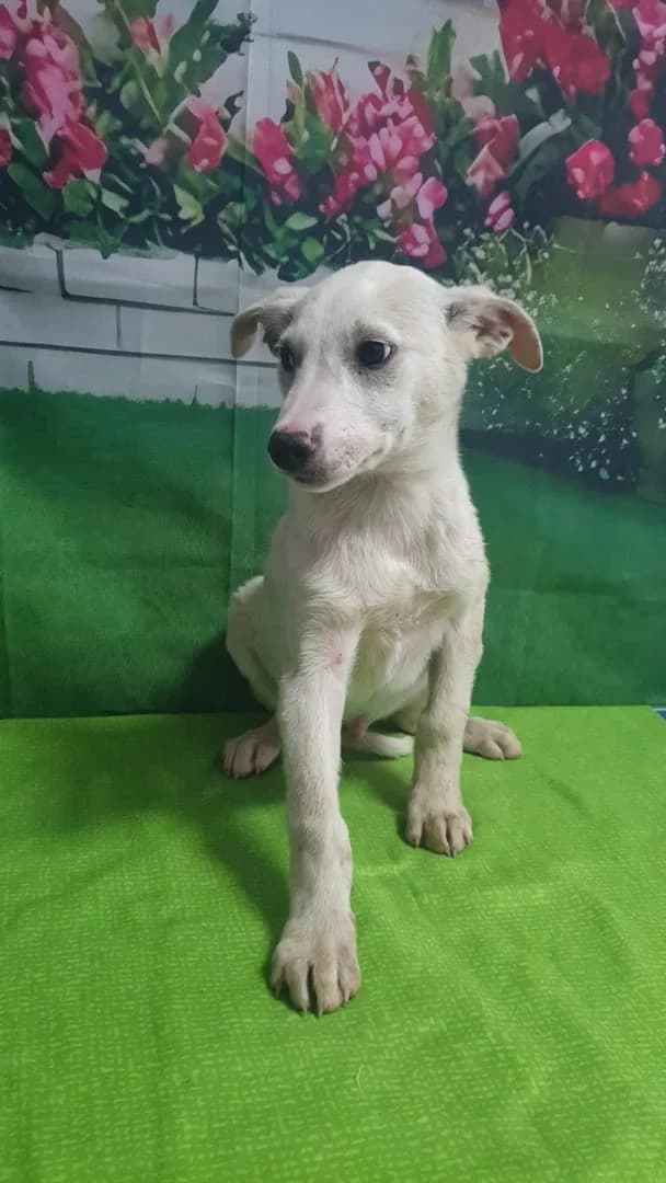 Oscar, Alb male puppy Mixed Breed for adoption at ASPA București — Catalog Câini