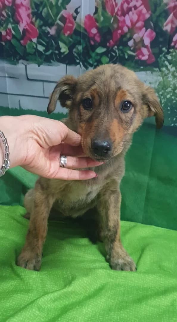 Rosie, Tigrat female puppy Mixed Breed for adoption at ASPA București — Catalog Câini