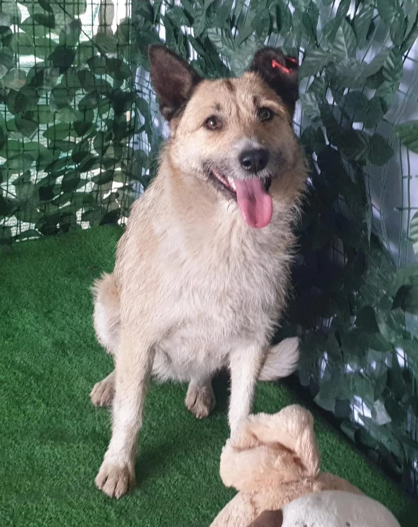 Ellie, Maro female young Mixed Breed for adoption at ASPA București — Catalog Câini