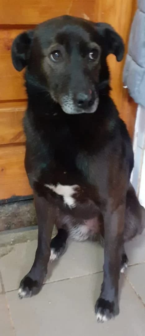 Aria, Negru female young Mixed Breed for adoption at ASPA București — Catalog Câini