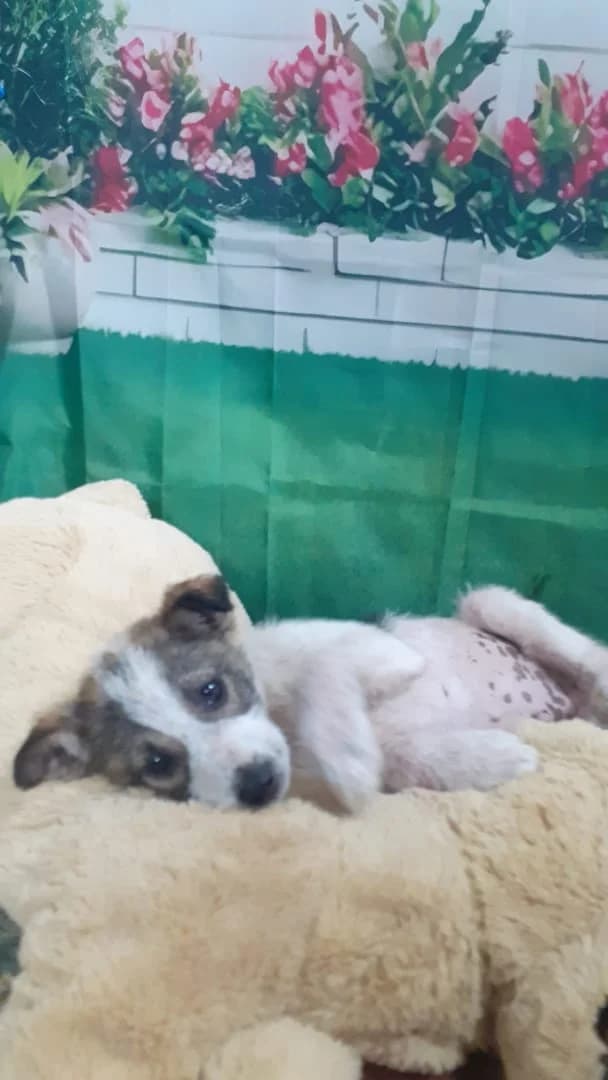 Knox, Alb male puppy Mixed Breed for adoption at ASPA București — Catalog Câini
