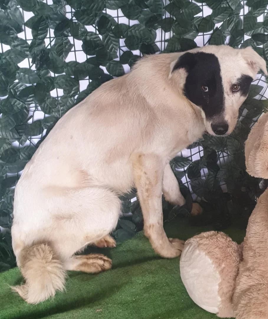 Bear, Alb male young Mixed Breed for adoption at ASPA București — Catalog Câini