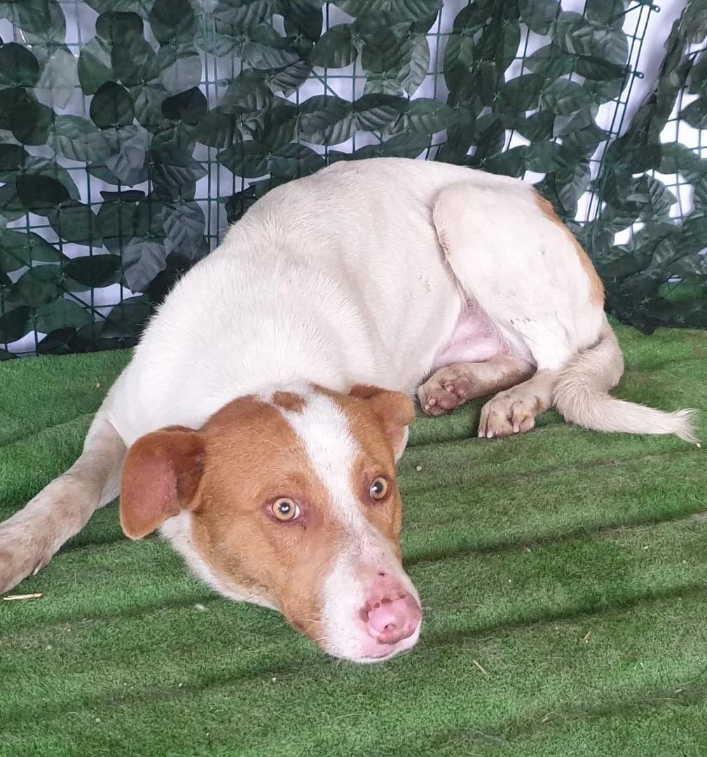 Cooper, Alb male young Mixed Breed for adoption at ASPA București — Catalog Câini