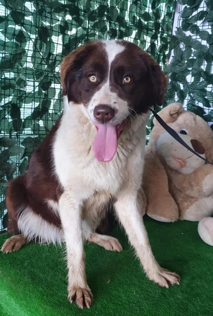Nora, Alb female young Mixed Breed for adoption at ASPA București — Catalog Câini