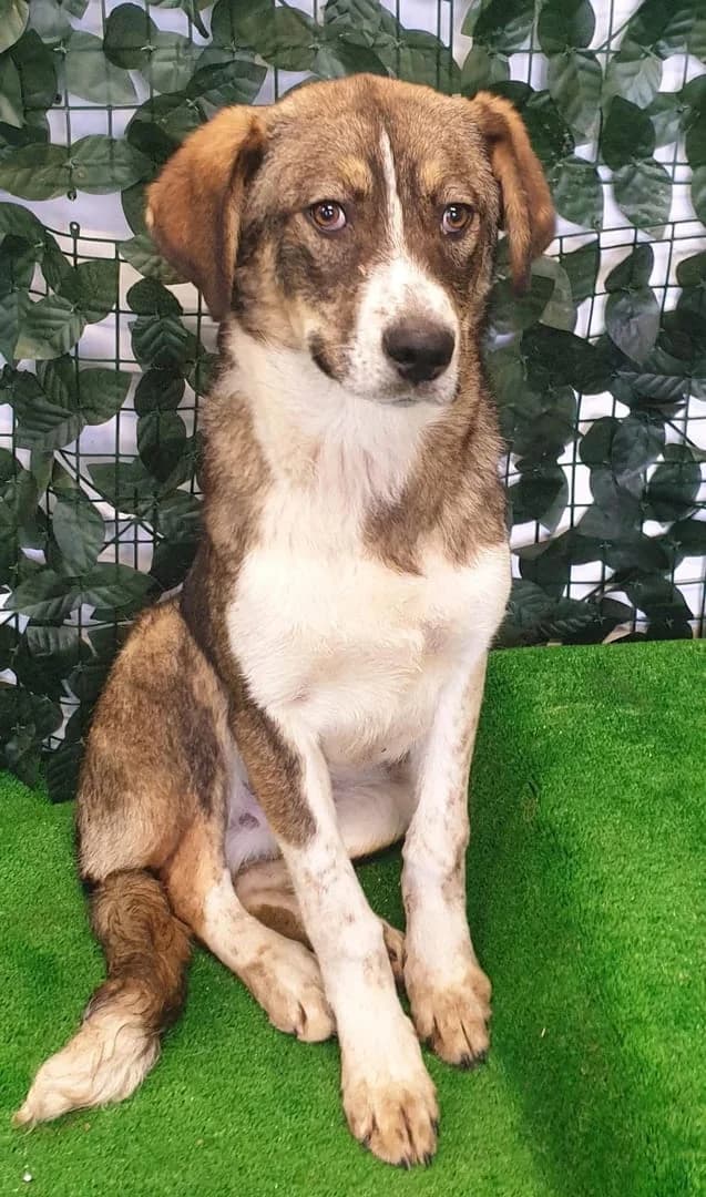 Archie, Negru male puppy Mixed Breed for adoption at ASPA București — Catalog Câini