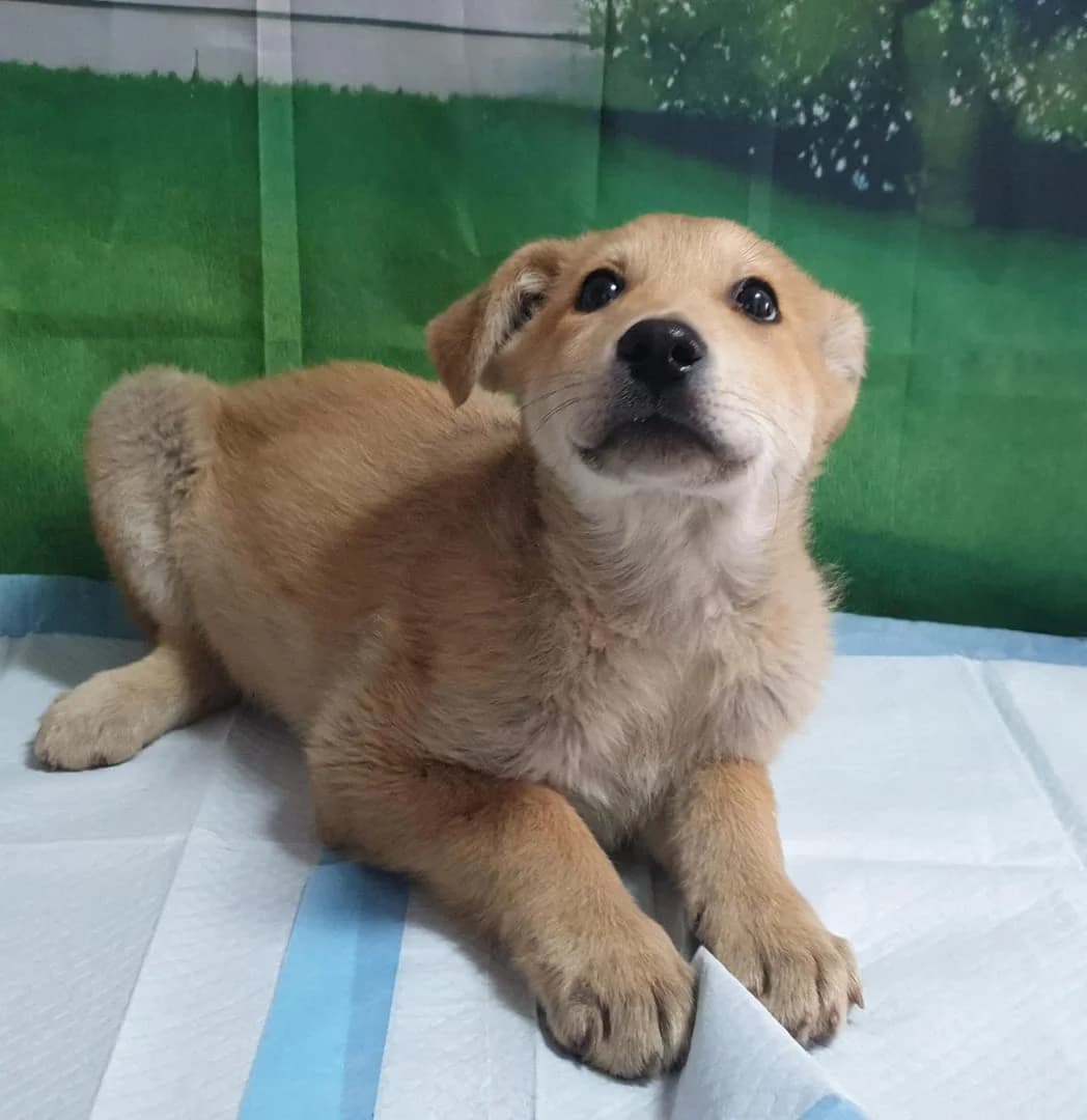 Cooper, Bej male puppy Mixed Breed for adoption at ASPA București — Catalog Câini
