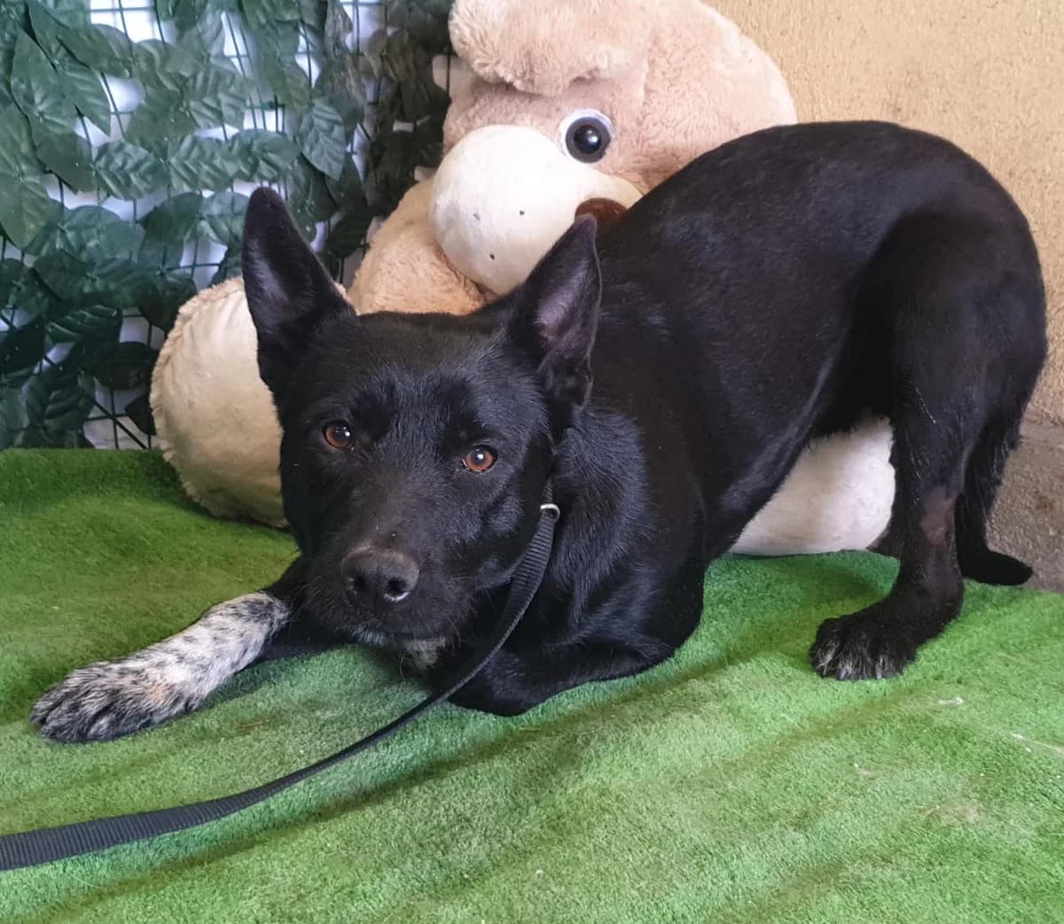 Gunner, Negru male 6yo Mixed Breed for adoption at ASPA București — Catalog Câini