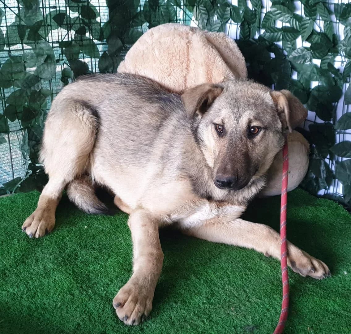 Opal, Bej male young Mixed Breed for adoption at ASPA București — Catalog Câini