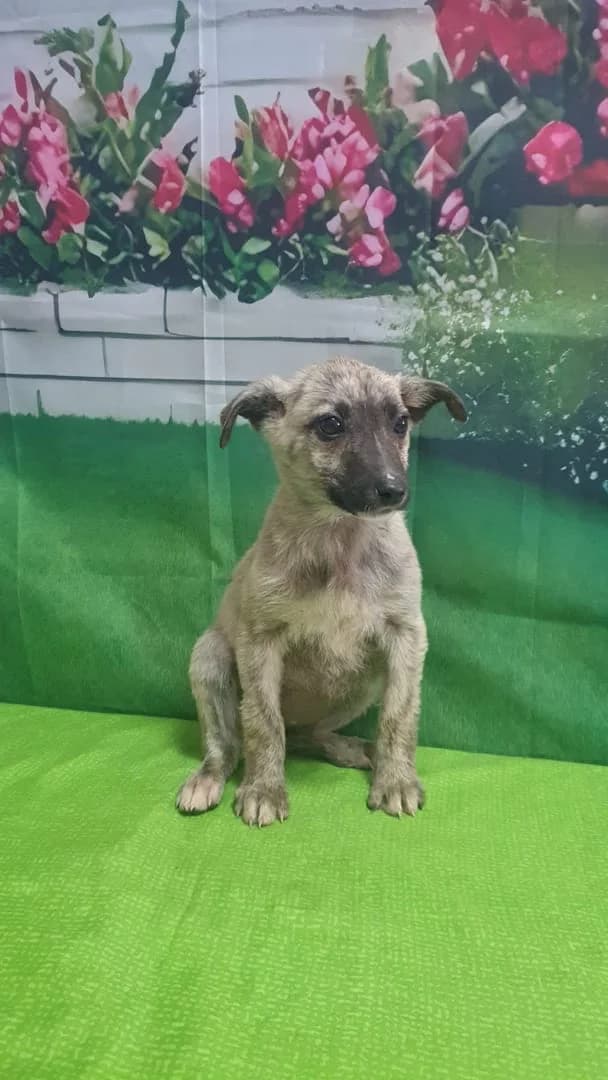 Luna, Tigrat female puppy Mixed Breed for adoption at ASPA București — Catalog Câini