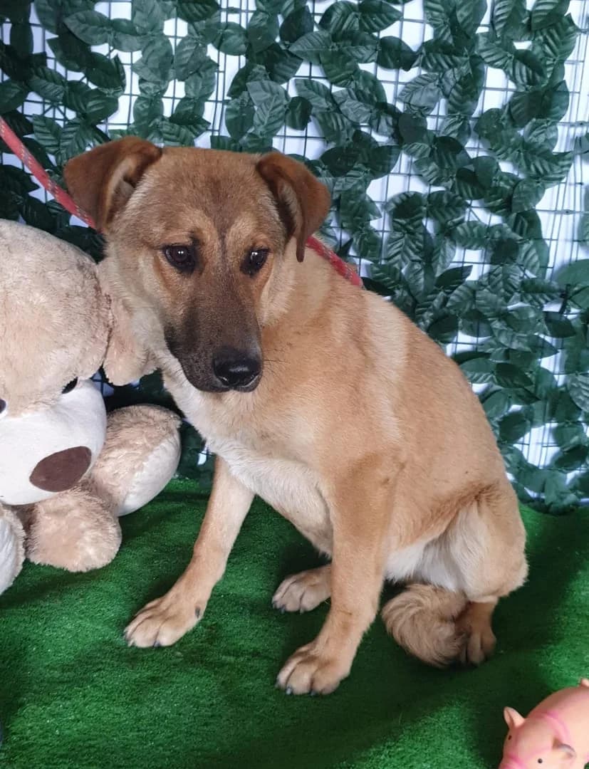 Freya, Bej female puppy Mixed Breed for adoption at ASPA București — Catalog Câini