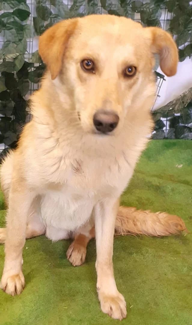 Thor, Roșcat male young Mixed Breed for adoption at ASPA București — Catalog Câini