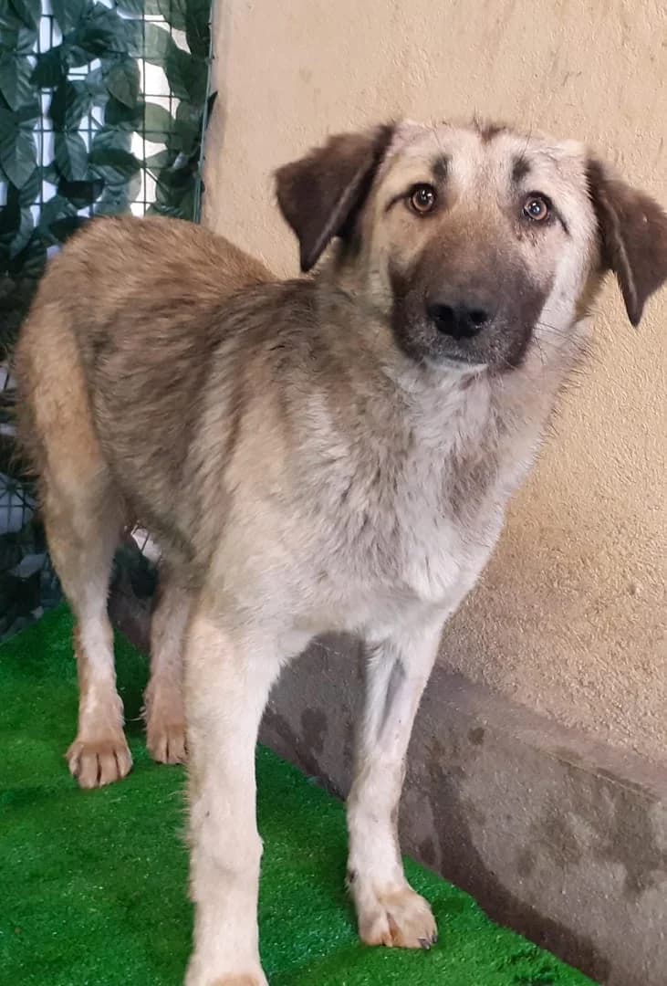 Penny, Negru female young Mixed Breed for adoption at ASPA București — Catalog Câini