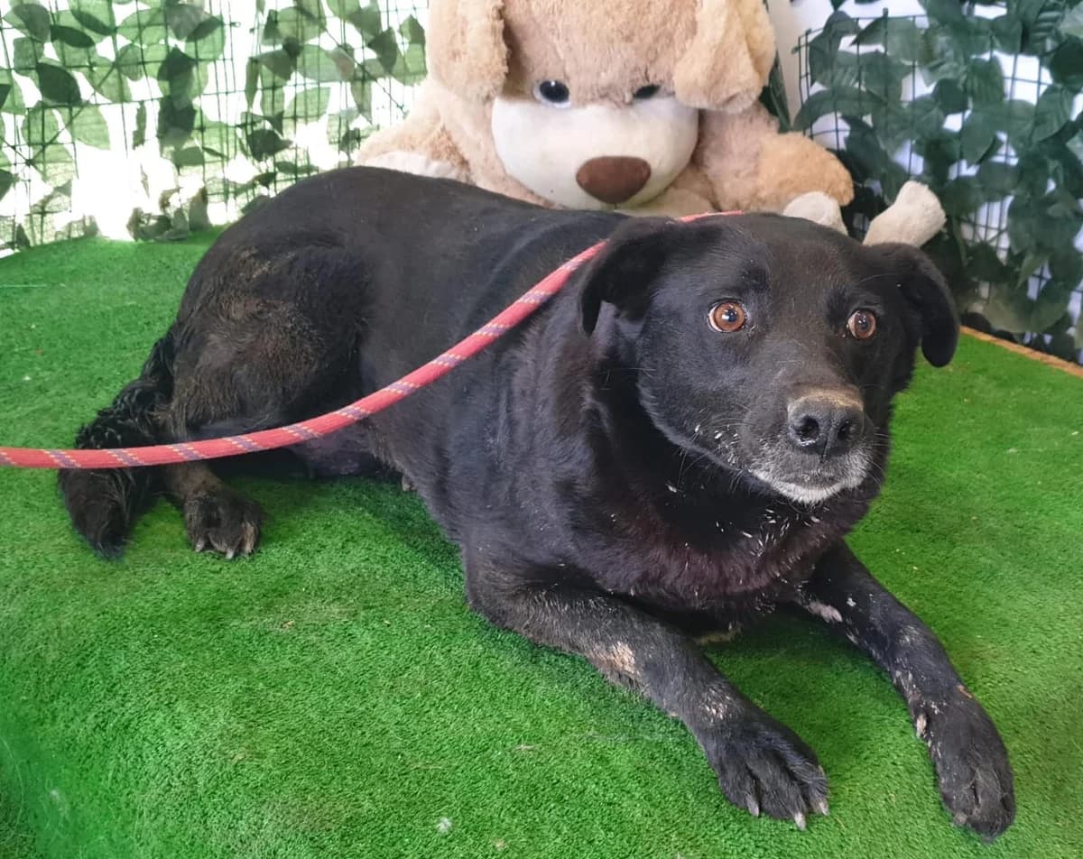 Karma, Negru female young Mixed Breed for adoption at ASPA București — Catalog Câini