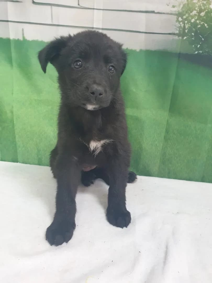 Nora, Negru female puppy Mixed Breed for adoption at ASPA București — Catalog Câini