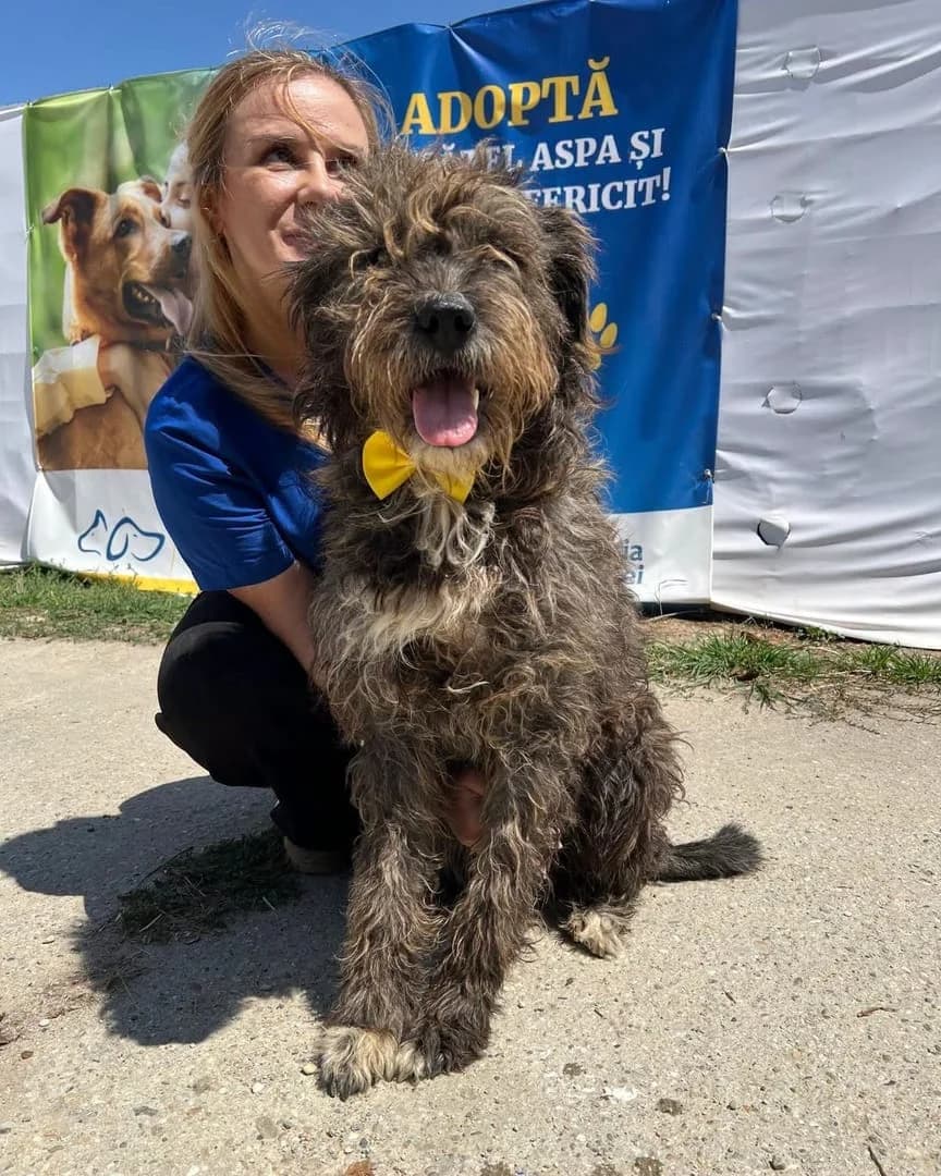 Louie, Negru male 3yo Mixed Breed for adoption at ASPA București — Catalog Câini