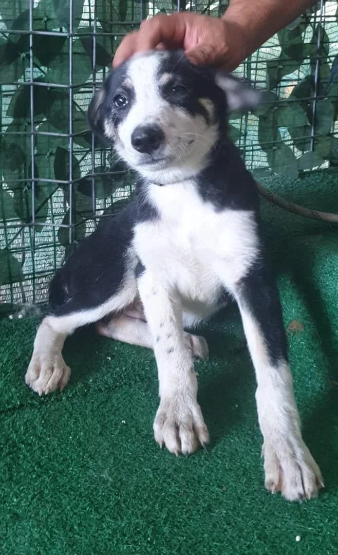 Karma, Negru female puppy Mixed Breed for adoption at ASPA București — Catalog Câini