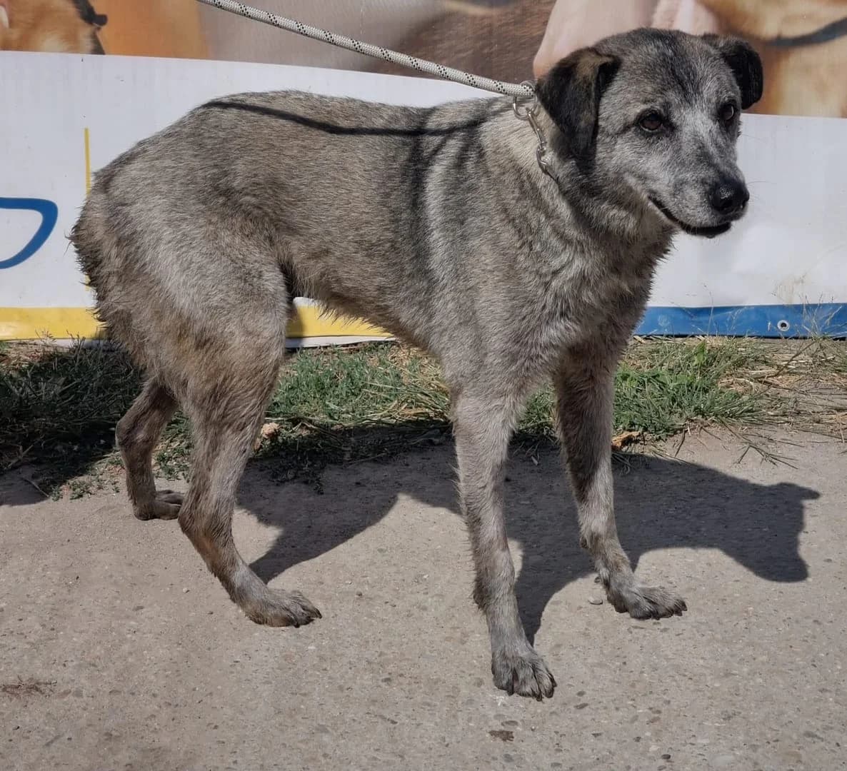 Titan, Gri male 5yo Mixed Breed for adoption at ASPA București — Catalog Câini